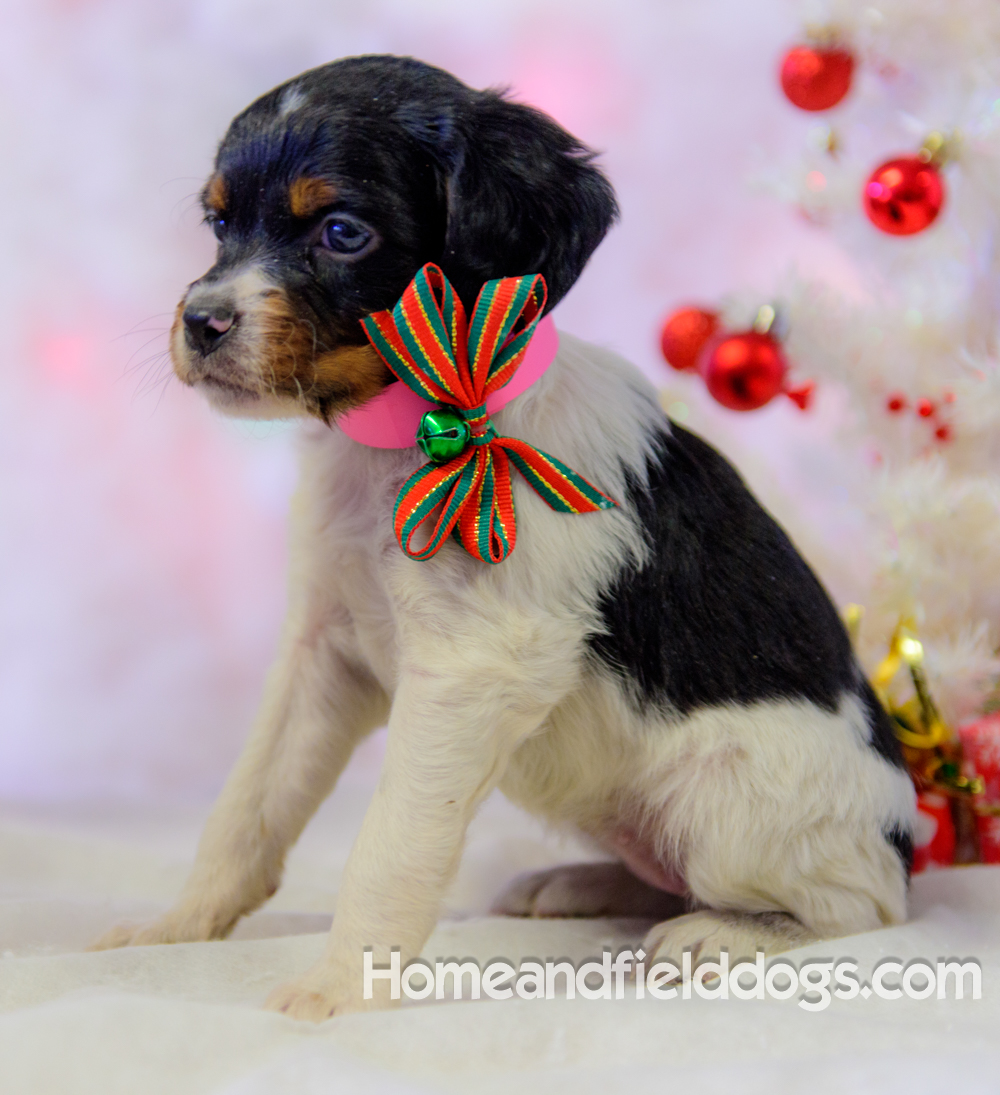 Pictures of French Brittany puppies for sale posing with Christmas decorations