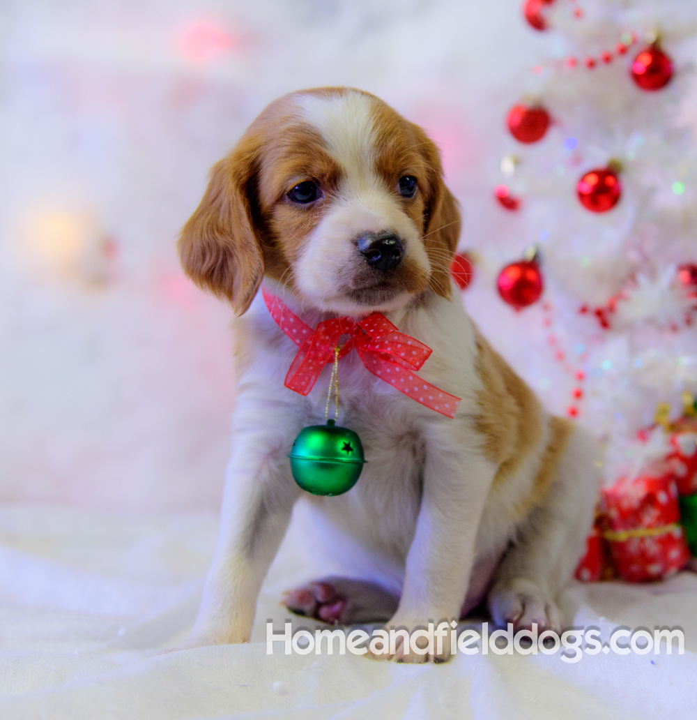 Pictures of French Brittany puppies for sale posing with Christmas decorations