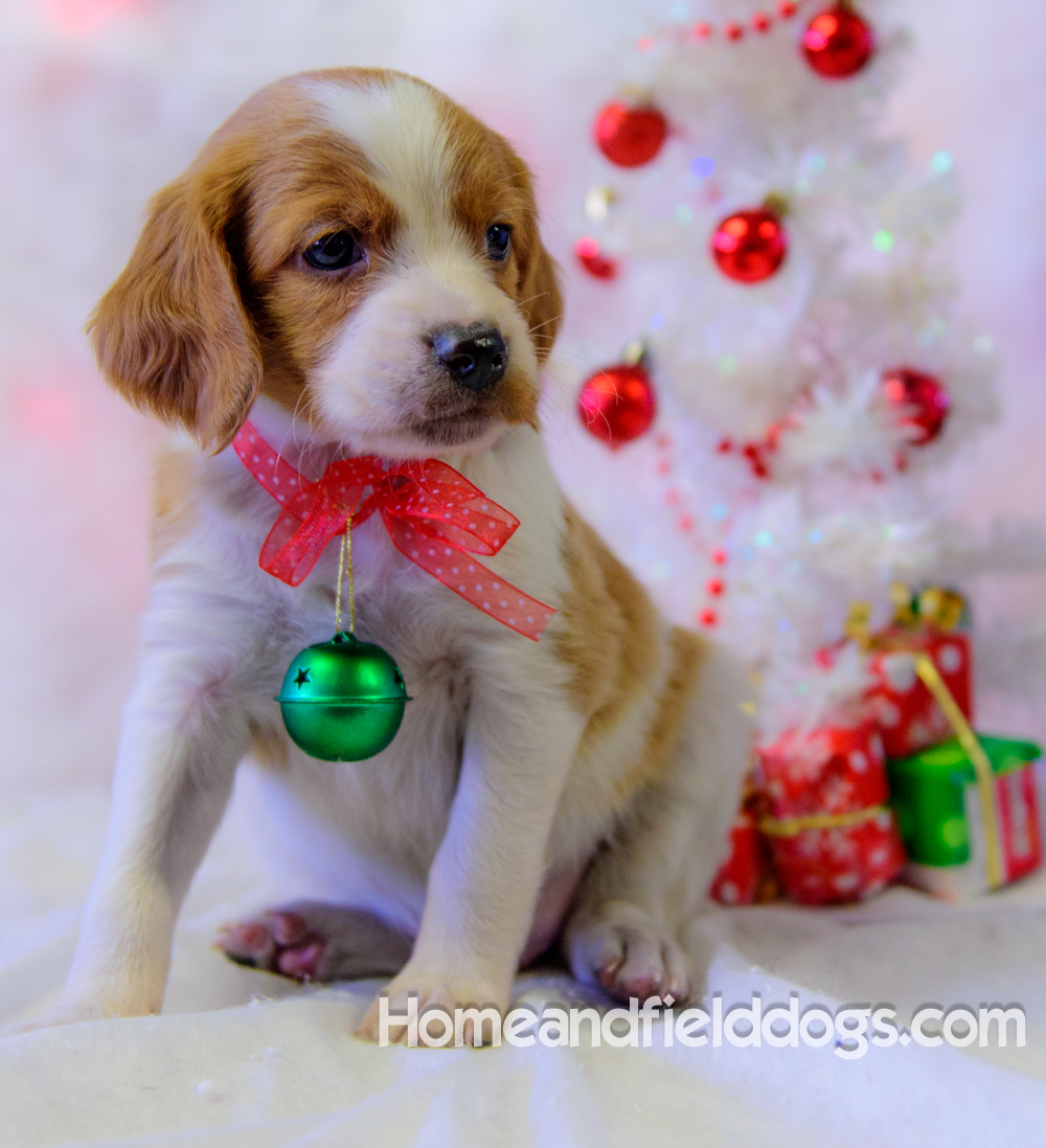 Pictures of French Brittany puppies for sale posing with Christmas decorations