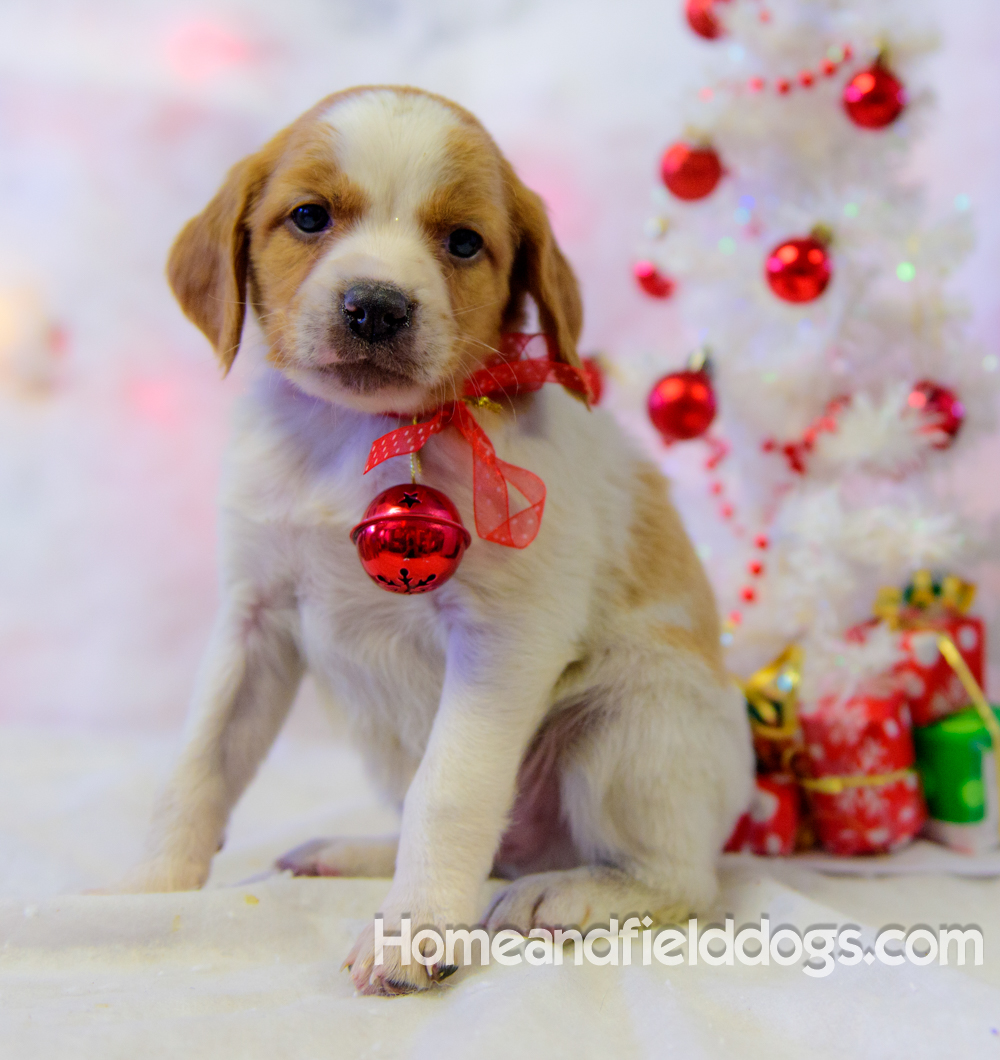 Pictures of French Brittany puppies for sale posing with Christmas decorations