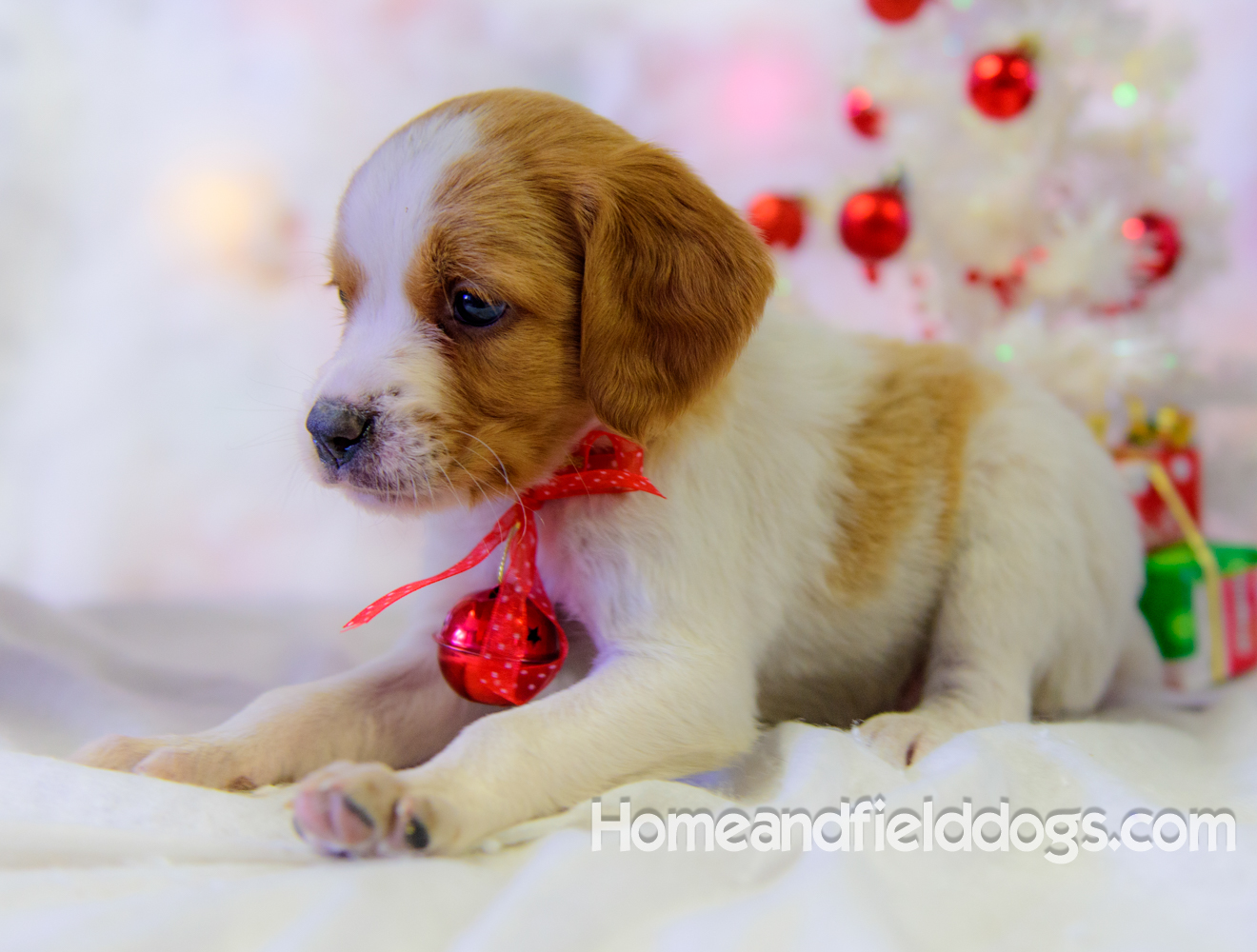 Pictures of French Brittany puppies for sale posing with Christmas decorations