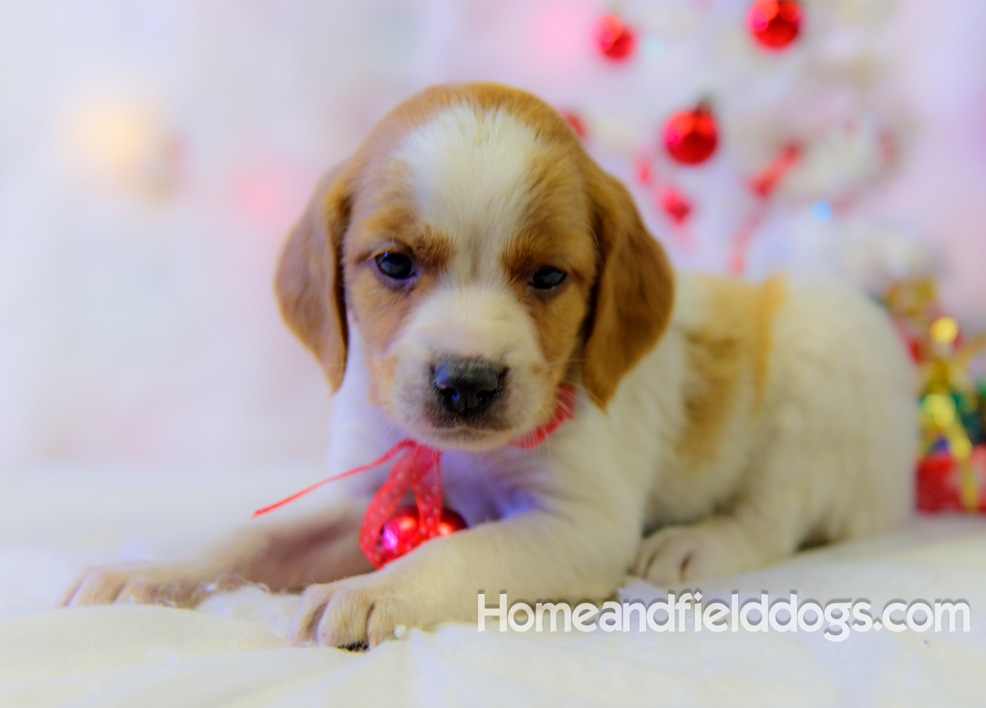 Pictures of French Brittany puppies for sale posing with Christmas decorations