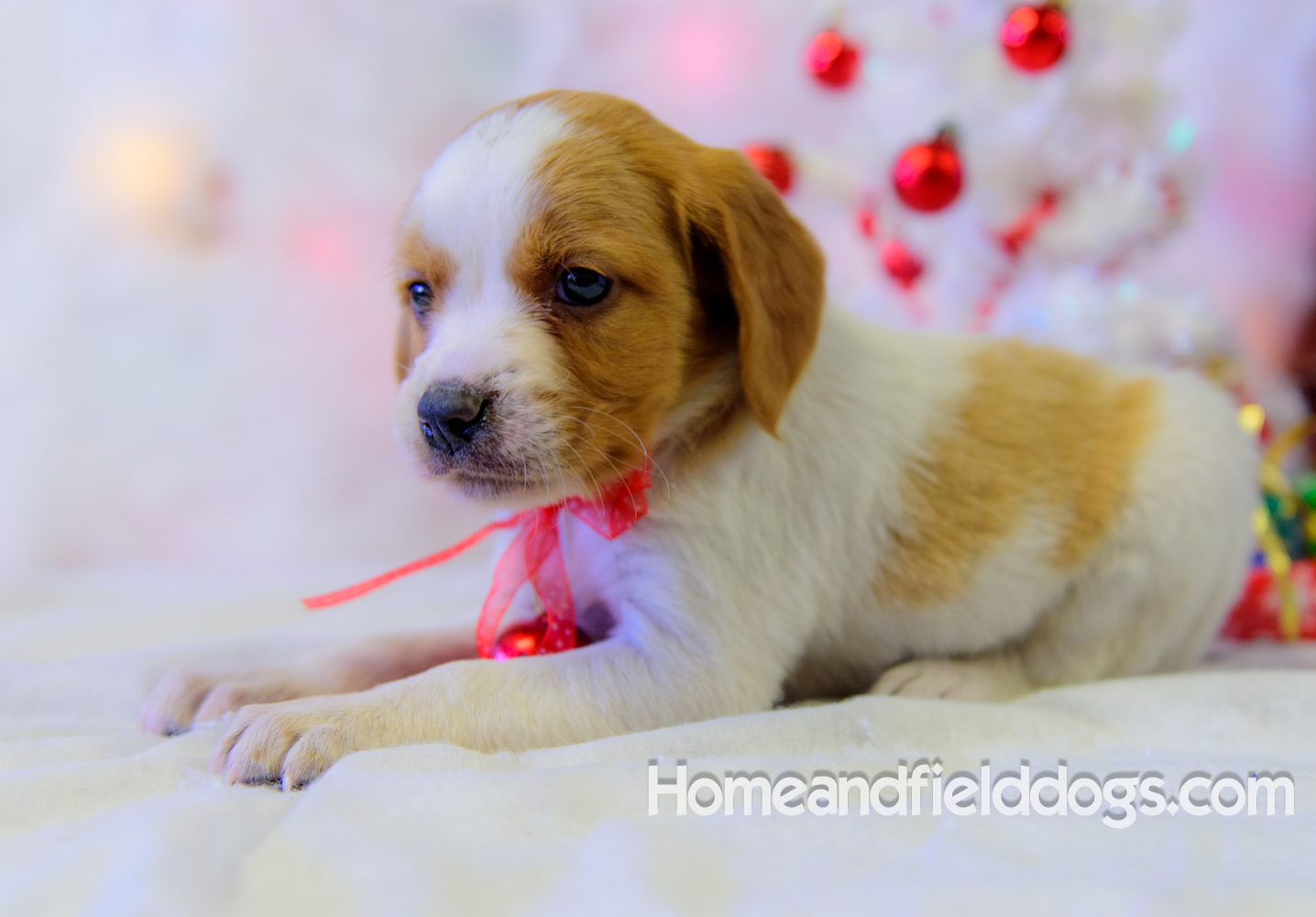 Pictures of French Brittany puppies for sale posing with Christmas decorations