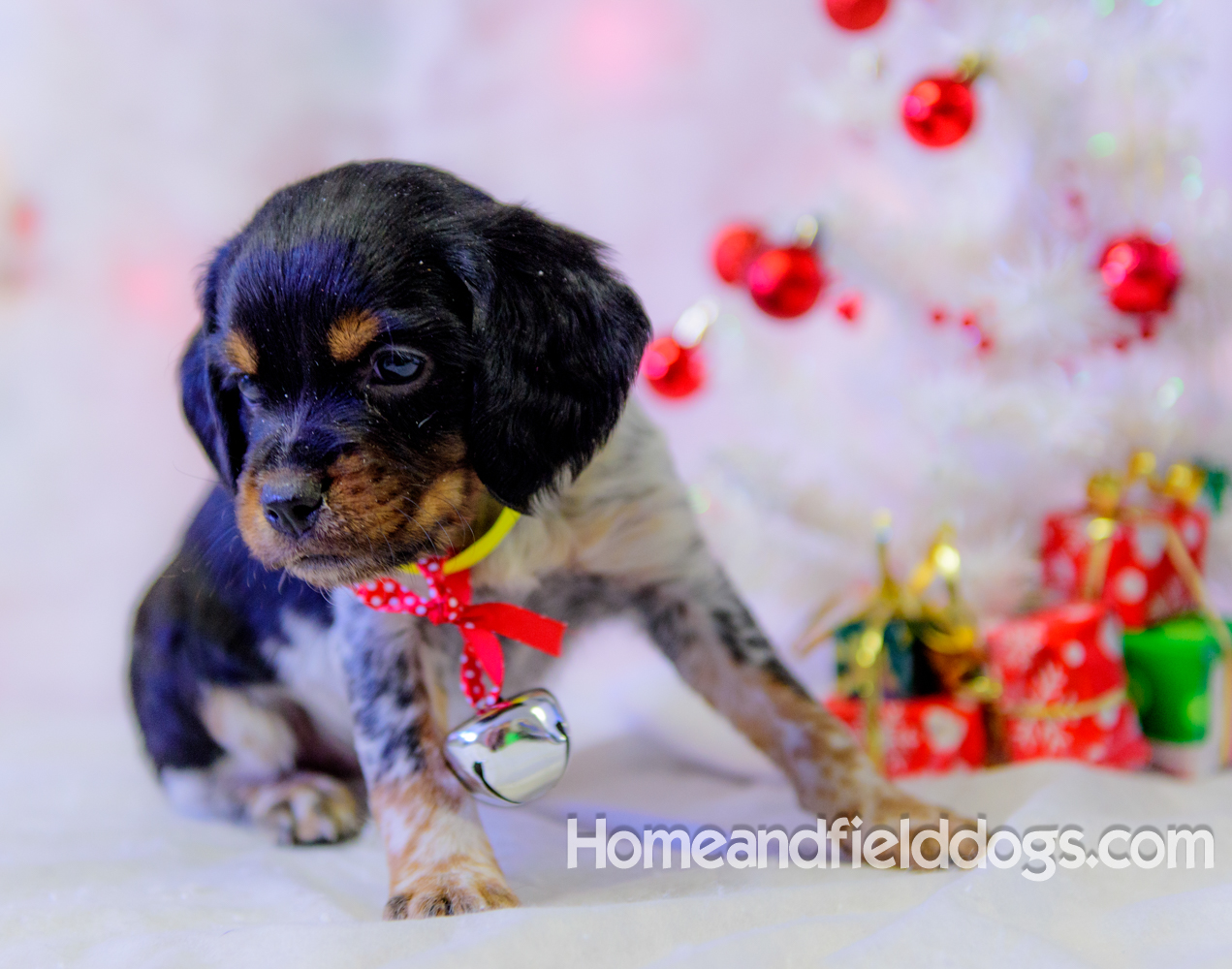 Pictures of French Brittany puppies for sale posing with Christmas decorations