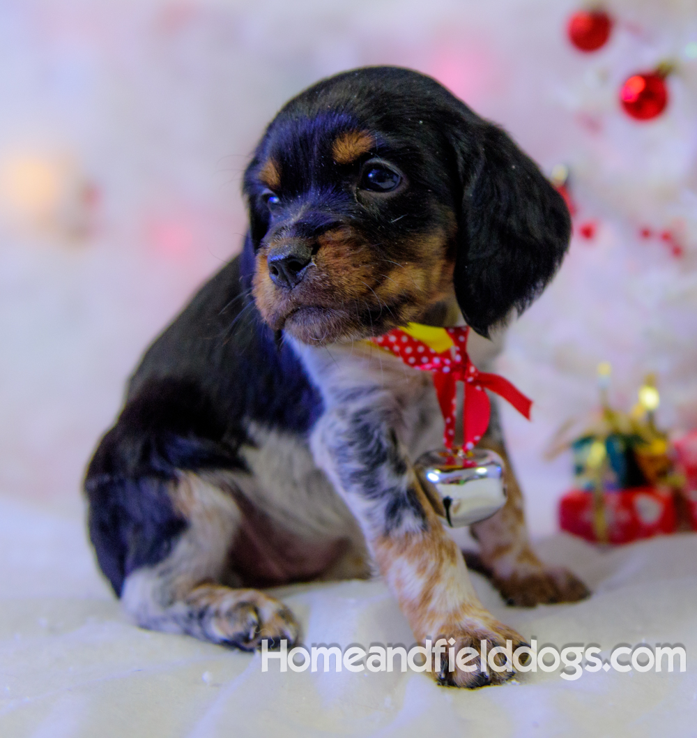 Pictures of French Brittany puppies for sale posing with Christmas decorations