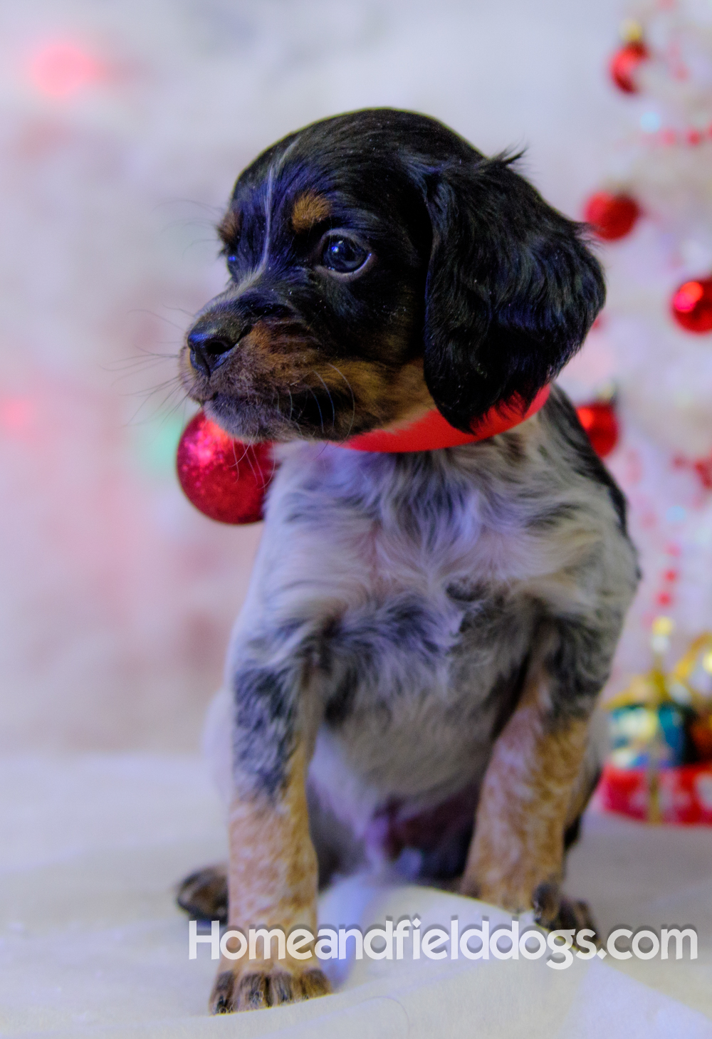 Pictures of French Brittany puppies for sale posing with Christmas decorations