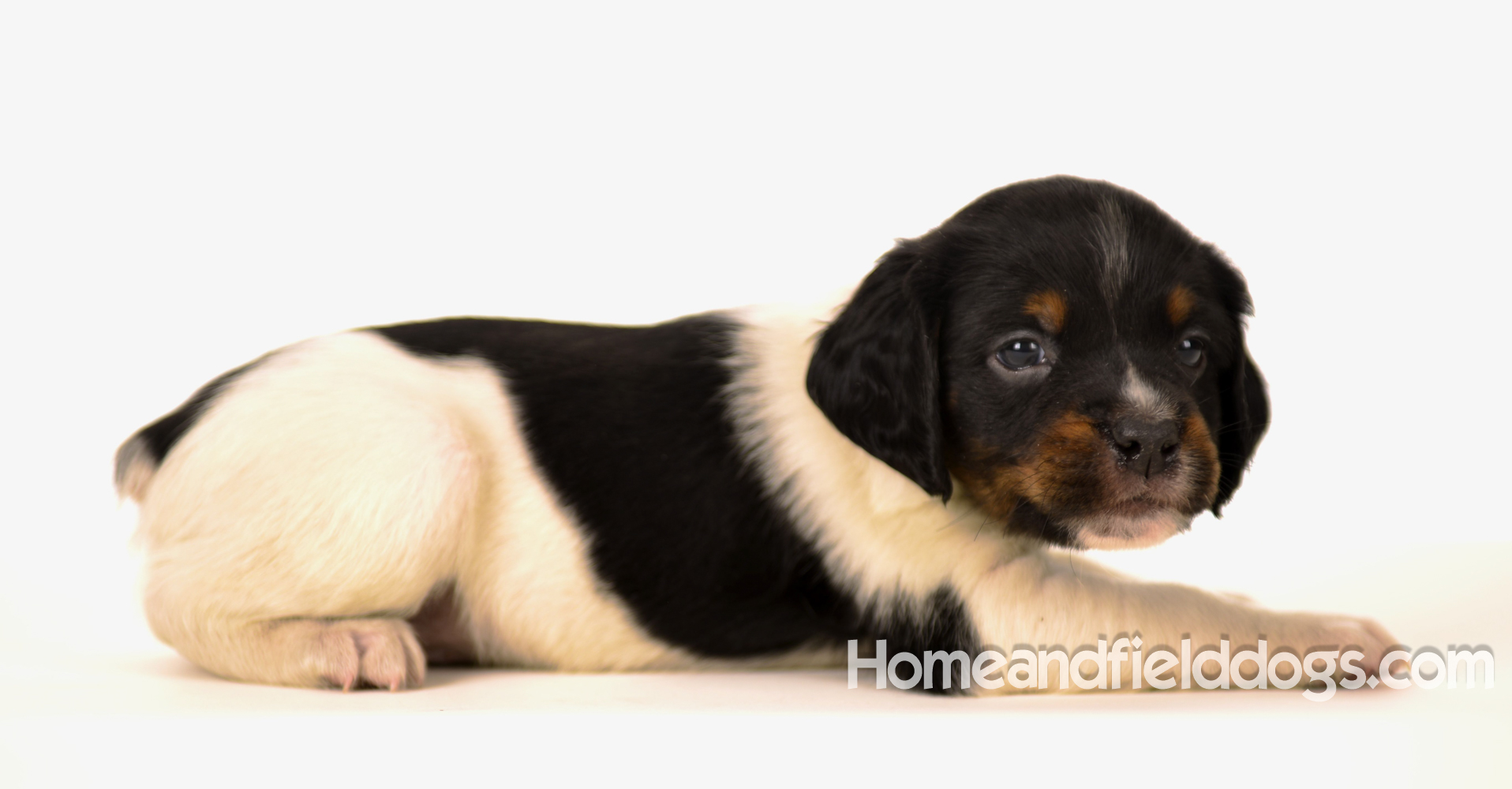 Pictures of Black tricolor French Brittany puppies in studio and going for a car ride to the vet