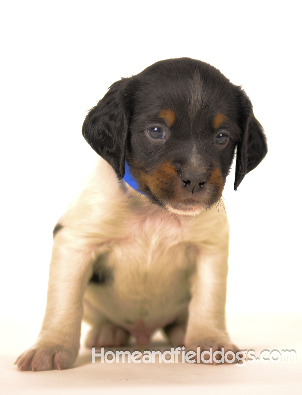 Pictures of Black tricolor French Brittany puppies in studio and going for a car ride to the vet