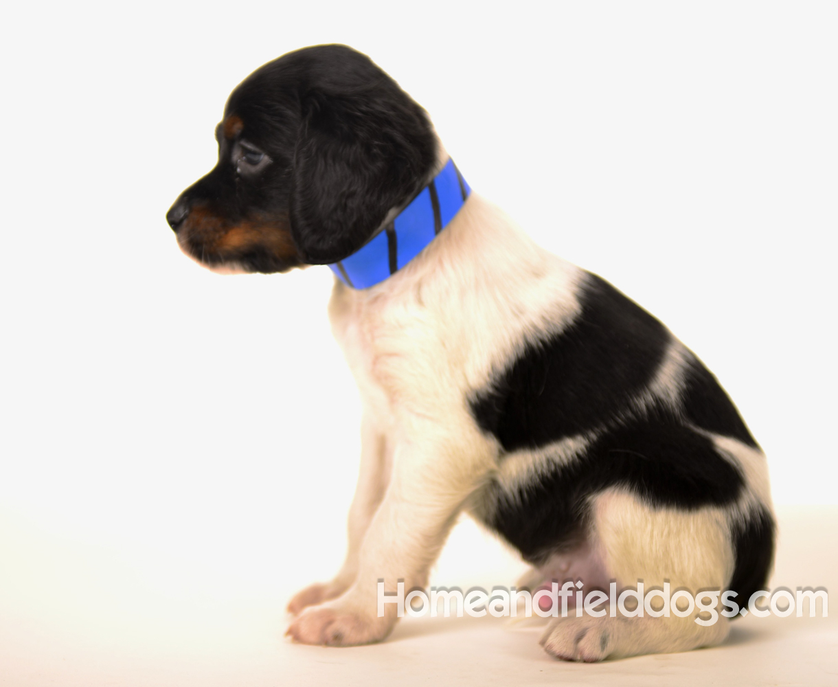 Pictures of Black tricolor French Brittany puppies in studio and going for a car ride to the vet