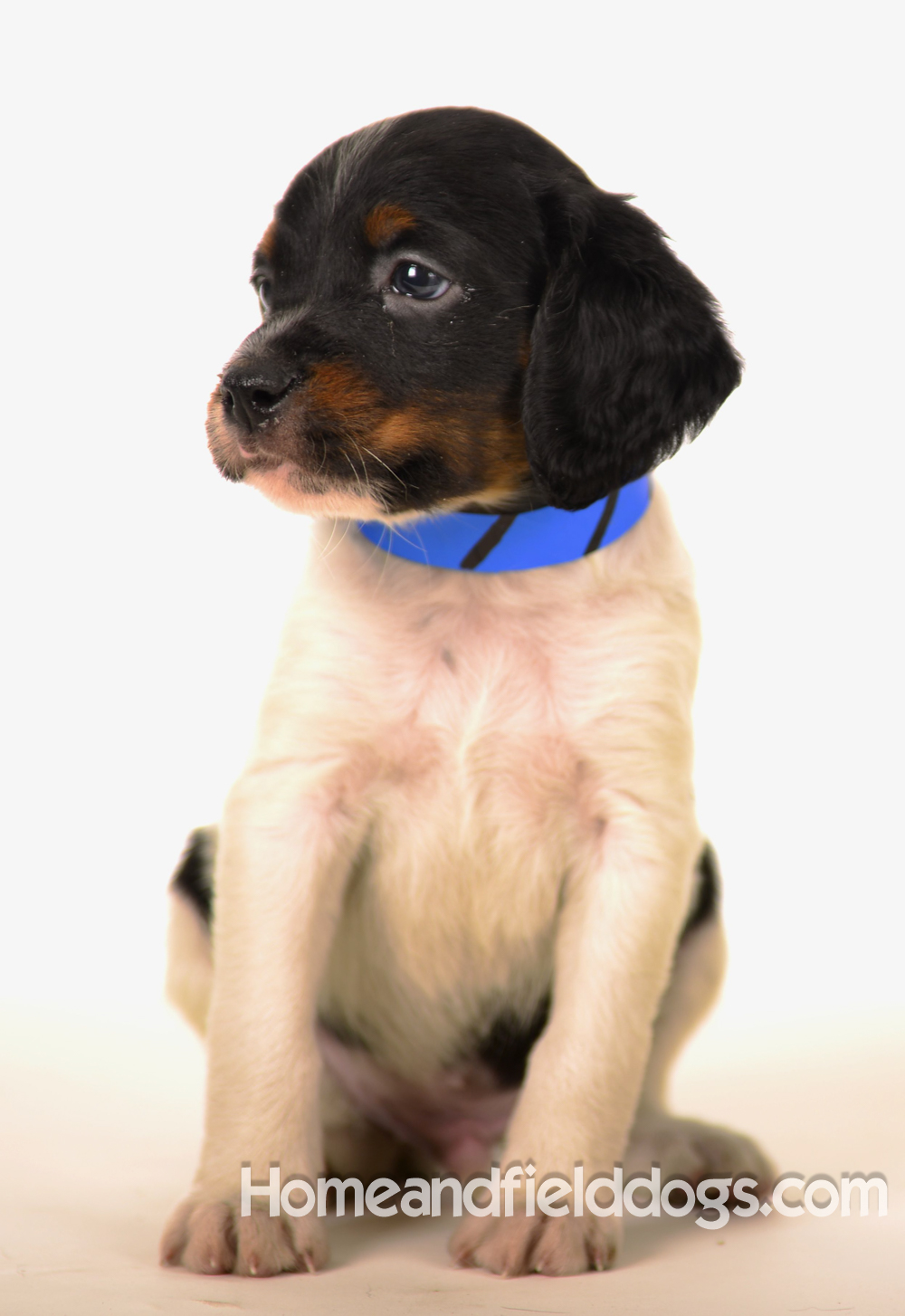 Pictures of Black tricolor French Brittany puppies in studio and going for a car ride to the vet