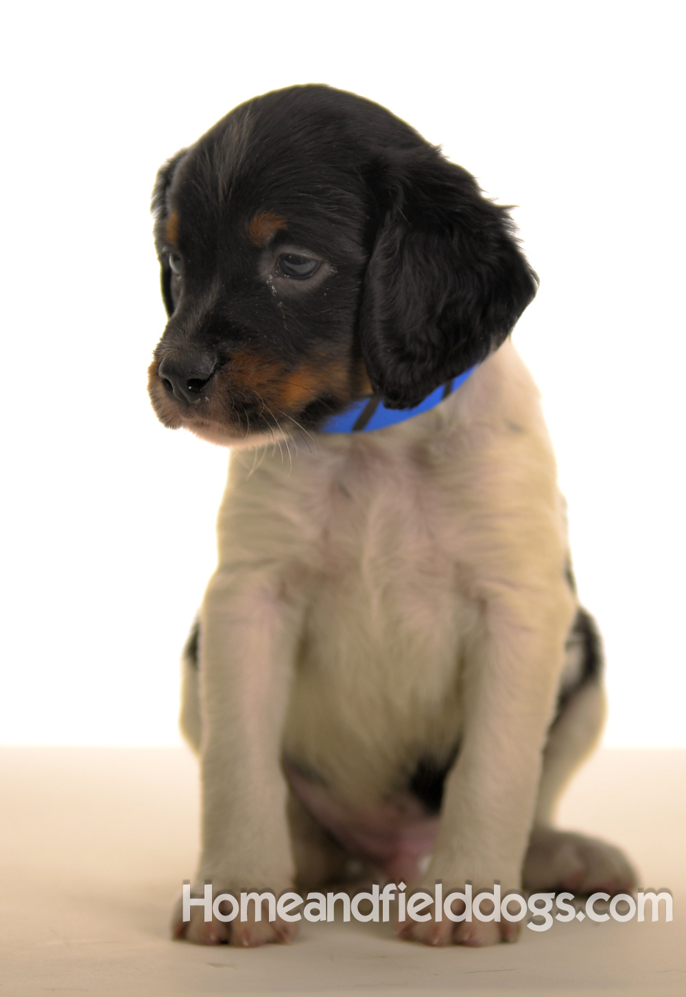 Pictures of Black tricolor French Brittany puppies in studio and going for a car ride to the vet