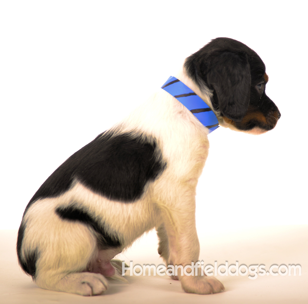 Pictures of Black tricolor French Brittany puppies in studio and going for a car ride to the vet