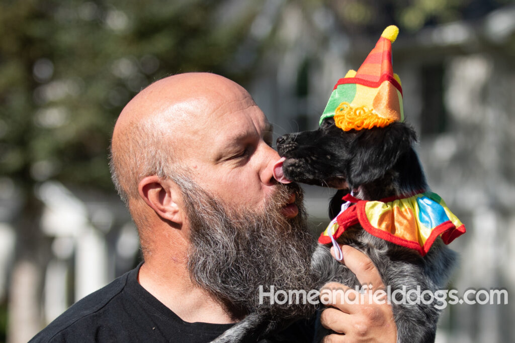 Photoshoot with a man and a black roan french brittany puppy