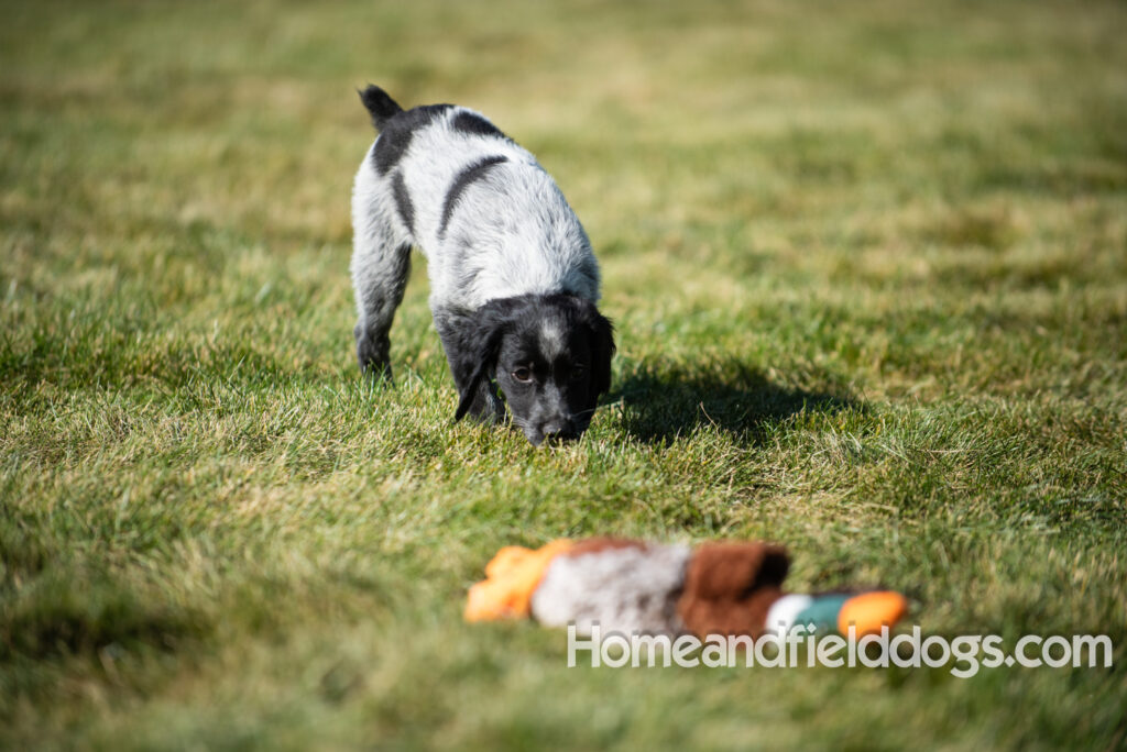 Photoshoot with a man and a black roan french brittany puppy