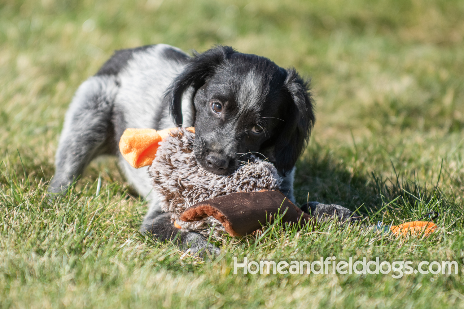 Photoshoot with a man and a black roan french brittany puppy