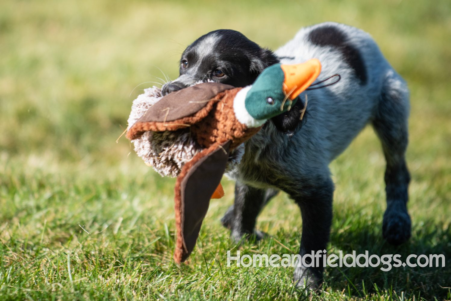 Photoshoot with a man and a black roan french brittany puppy