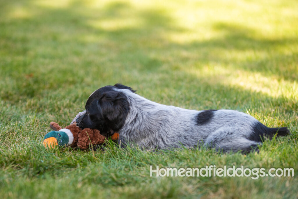 Photoshoot with a man and a black roan french brittany puppy