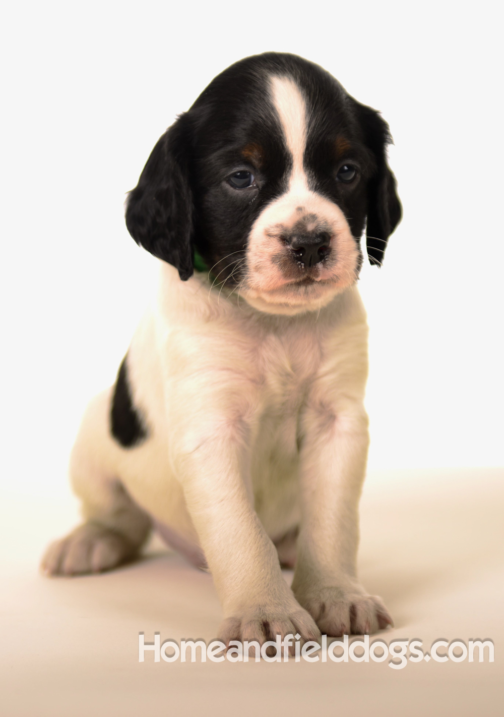 Pictures of Black tricolor French Brittany puppies in studio and going for a car ride to the vet