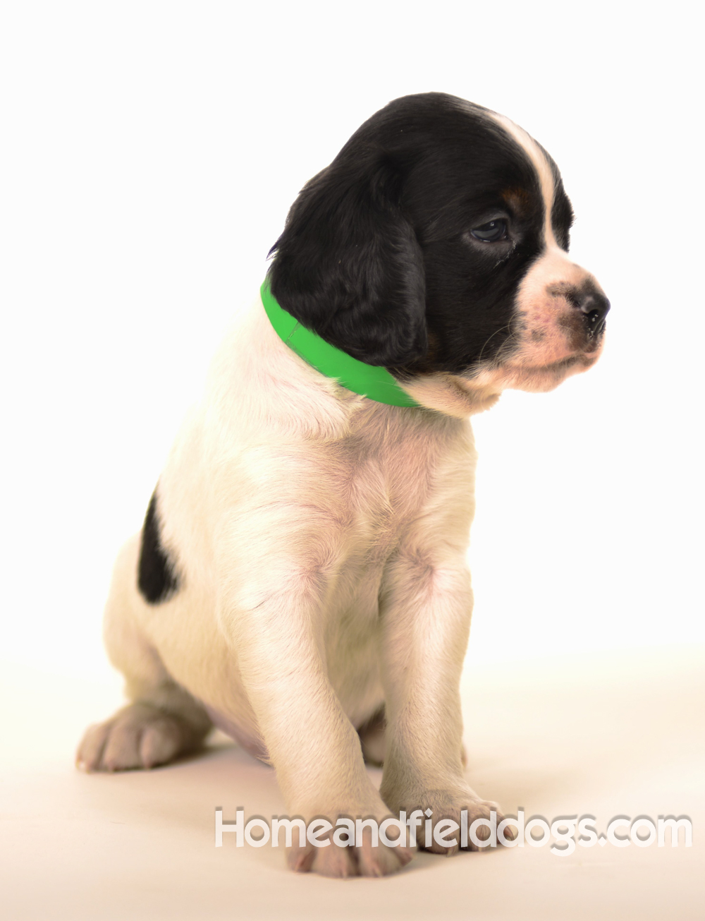 Pictures of Black tricolor French Brittany puppies in studio and going for a car ride to the vet