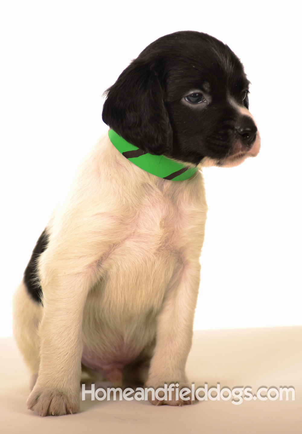 Pictures of Black tricolor French Brittany puppies in studio and going for a car ride to the vet