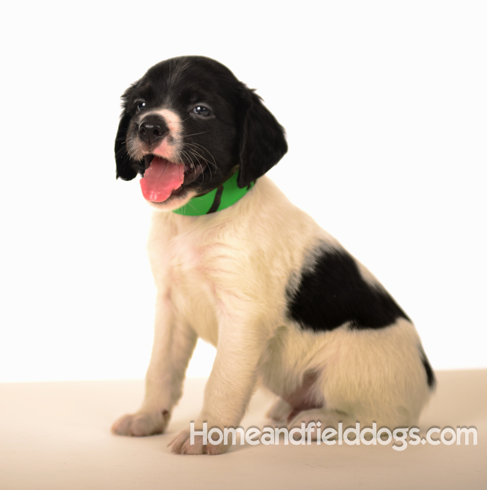 Pictures of Black tricolor French Brittany puppies in studio and going for a car ride to the vet