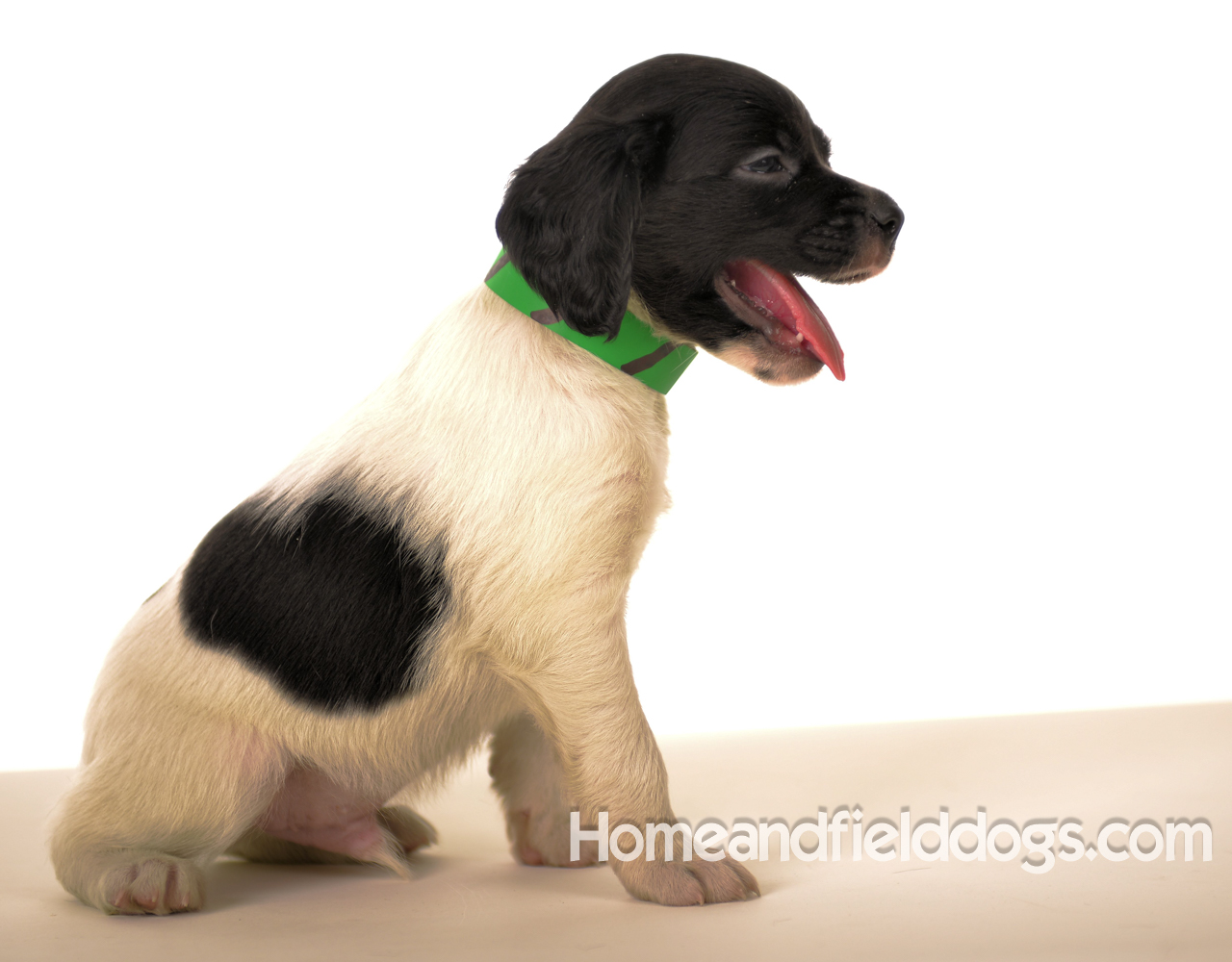 Pictures of Black tricolor French Brittany puppies in studio and going for a car ride to the vet