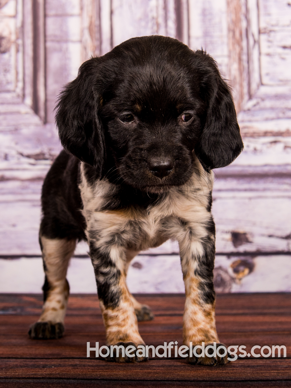 Portraits of French Brittanys in front of a rustic door