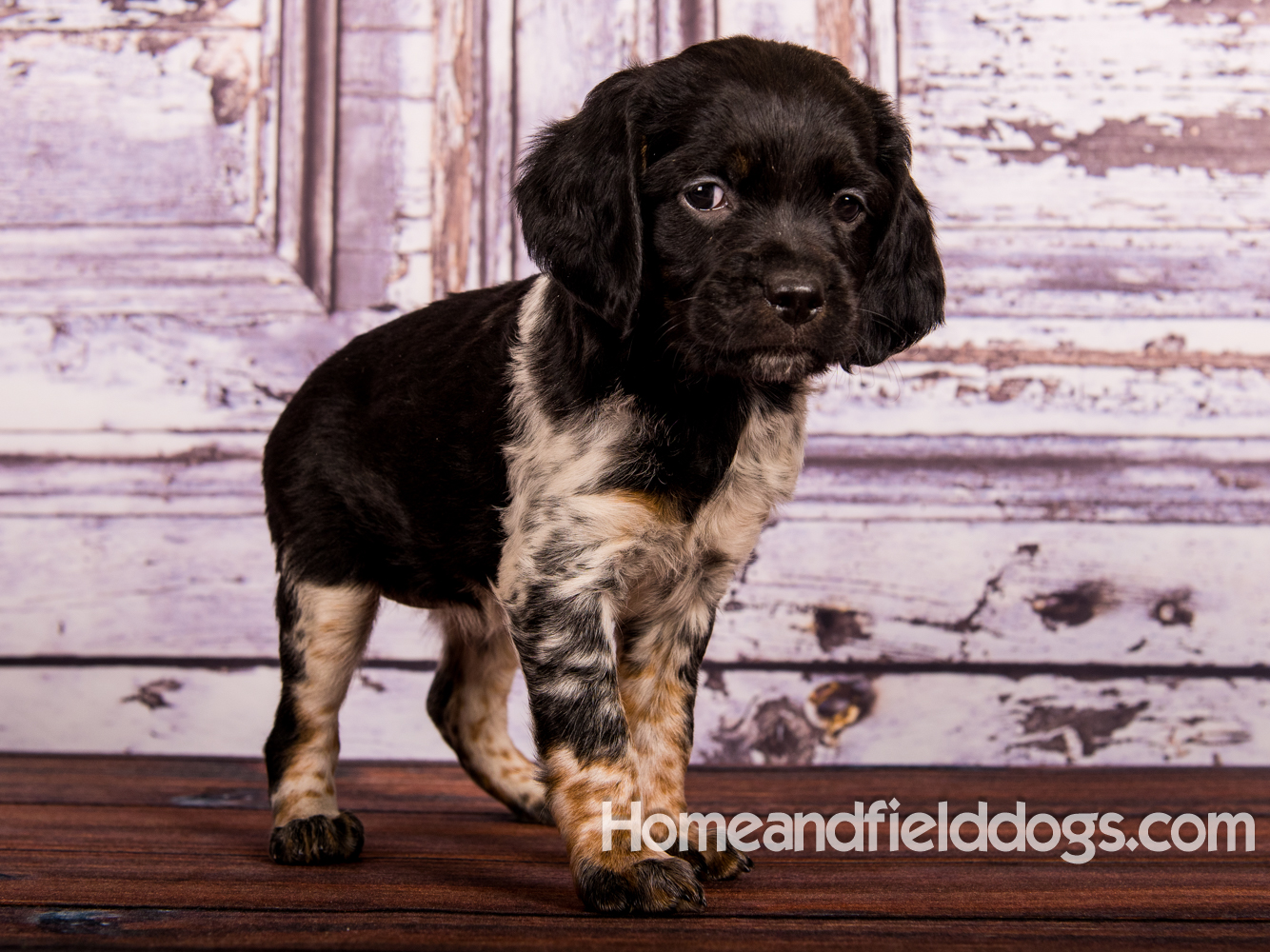 Portraits of French Brittanys in front of a rustic door