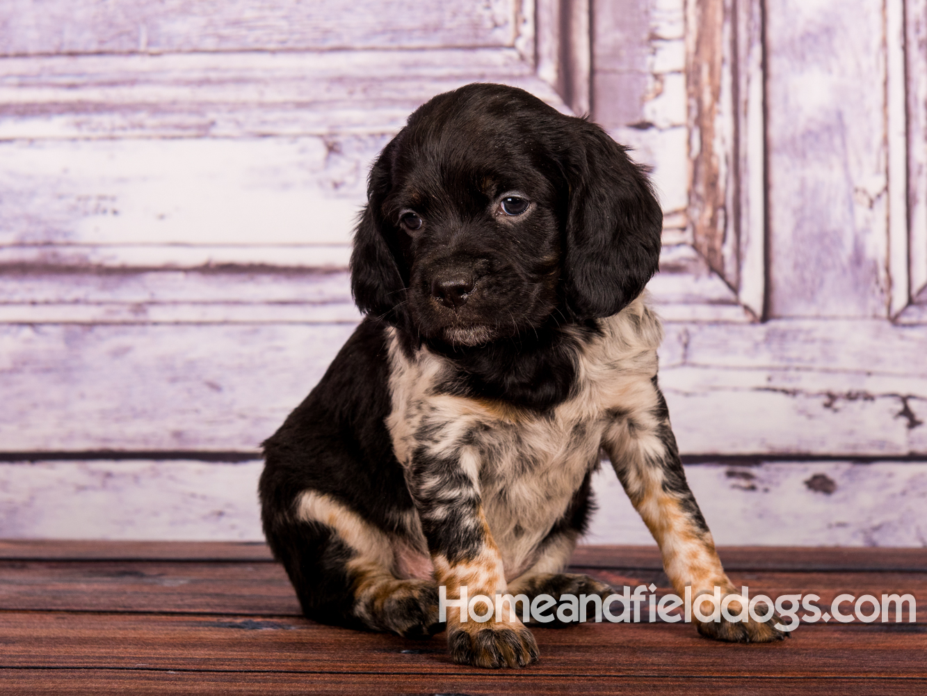 Portraits of French Brittanys in front of a rustic door