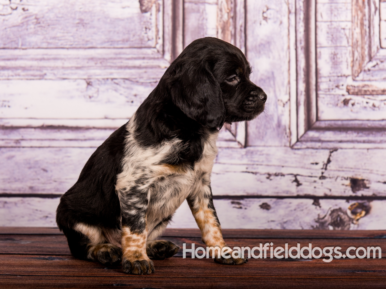 Portraits of French Brittanys in front of a rustic door