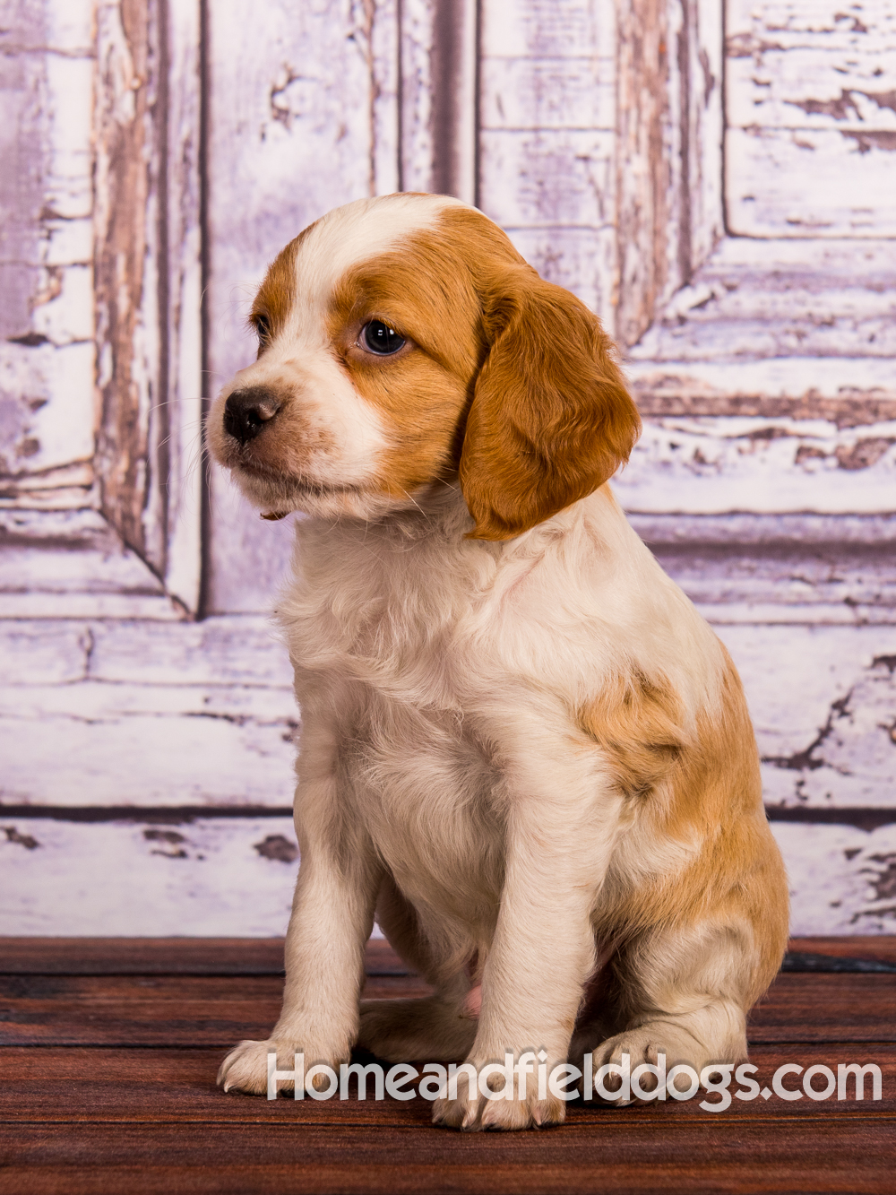 Portraits of French Brittanys in front of a rustic door