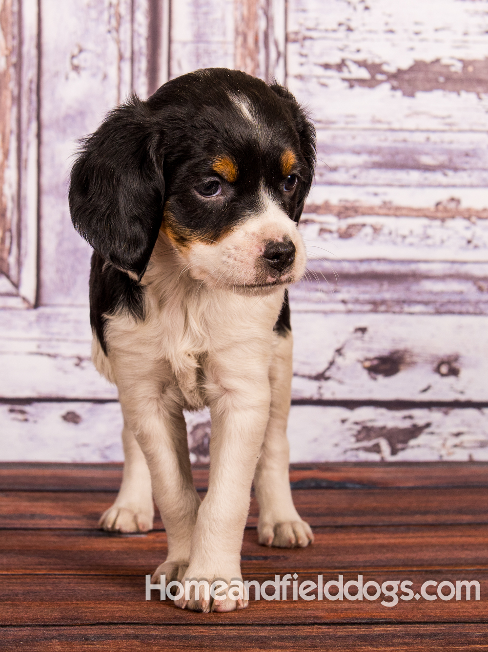 Portraits of French Brittanys in front of a rustic door