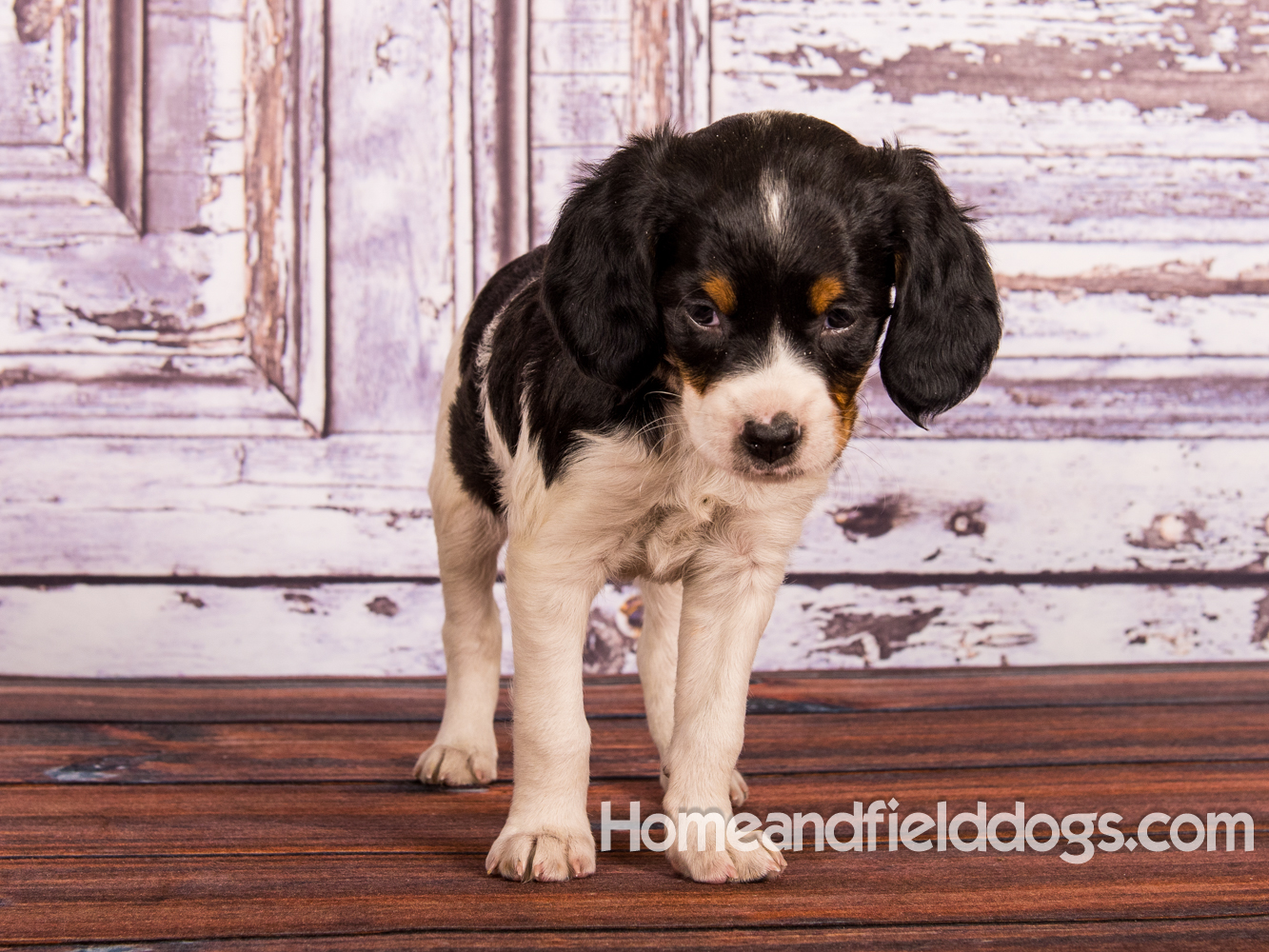 Portraits of French Brittanys in front of a rustic door