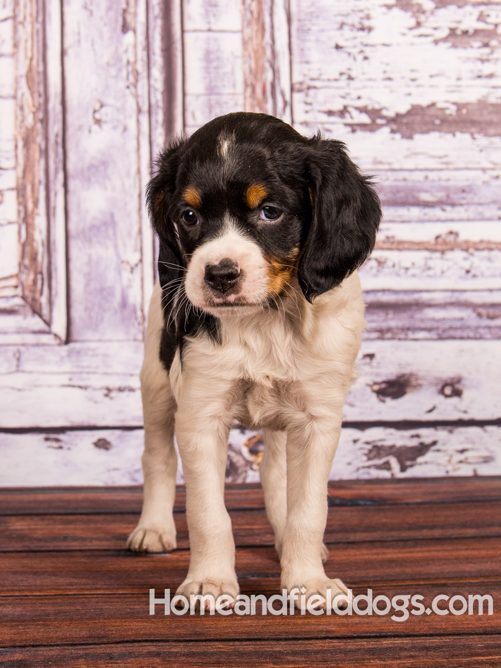 Portraits of French Brittanys in front of a rustic door