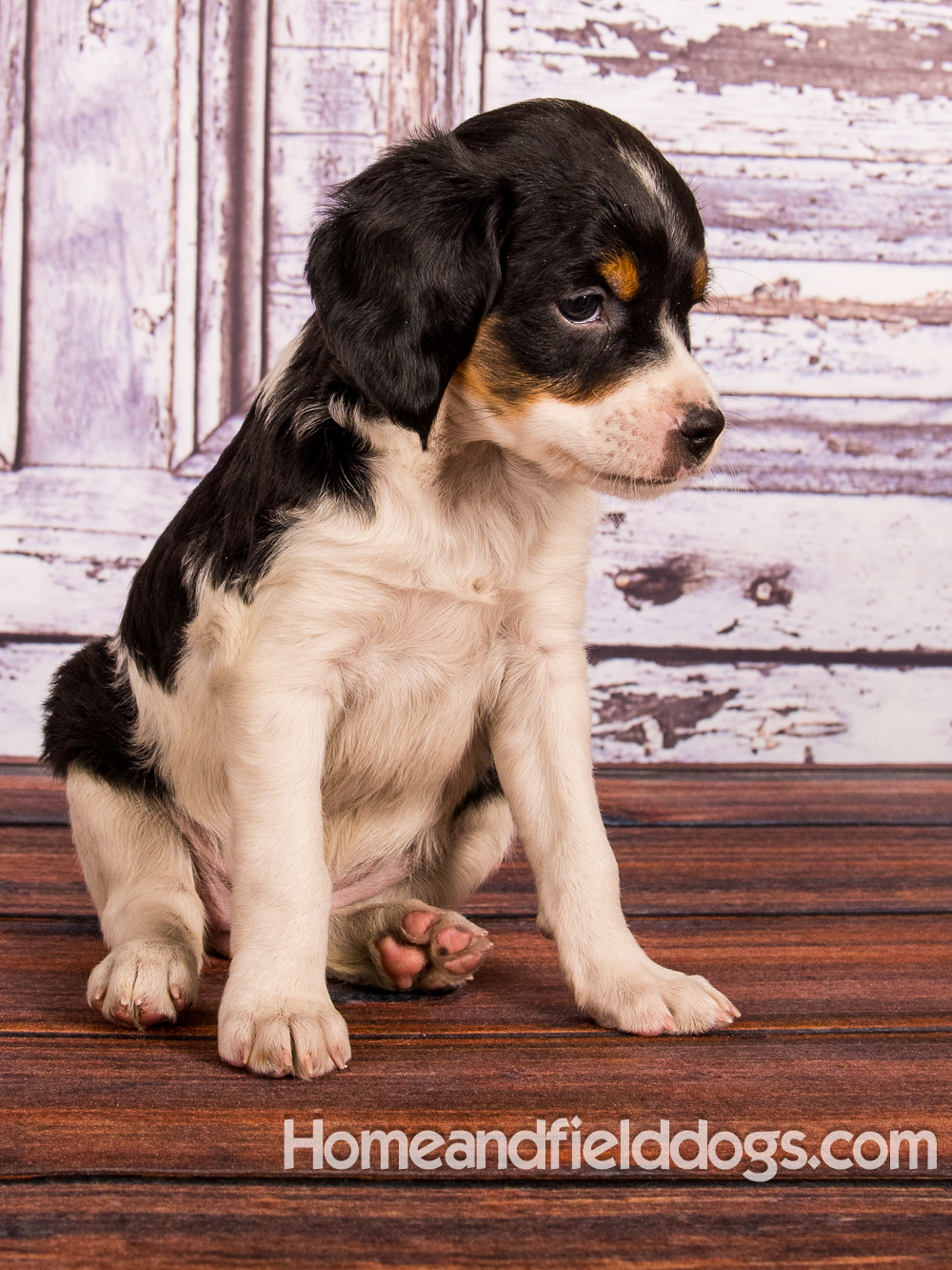 Portraits of French Brittanys in front of a rustic door