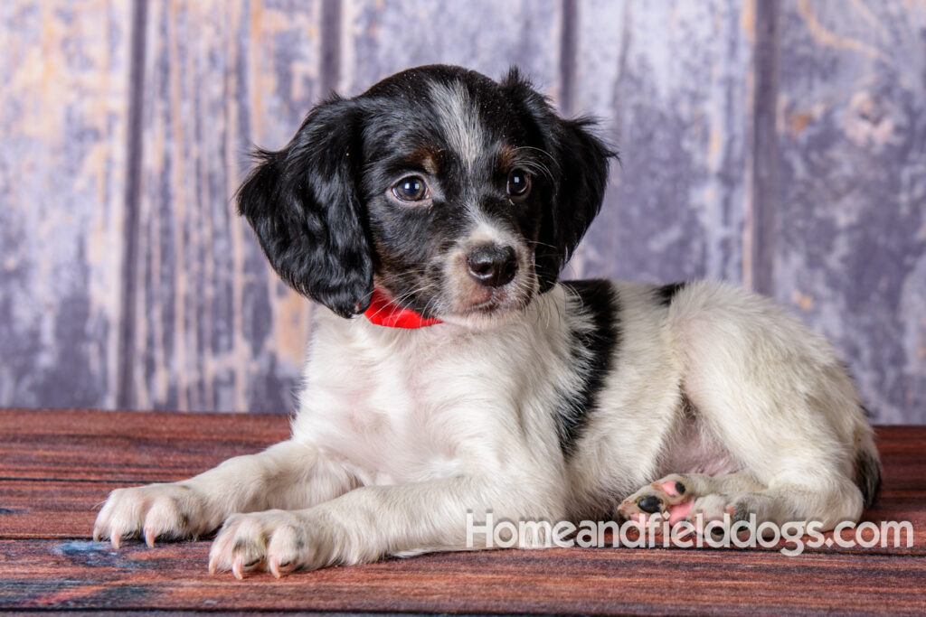 Pictures of French Brittany puppies in front of a rustic wall