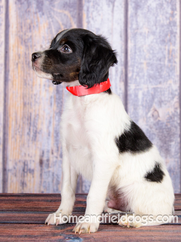 Pictures of French Brittany puppies in front of a rustic wall