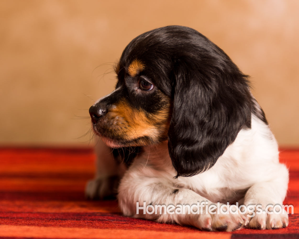 studio portrait pictures of French Brittany puppies