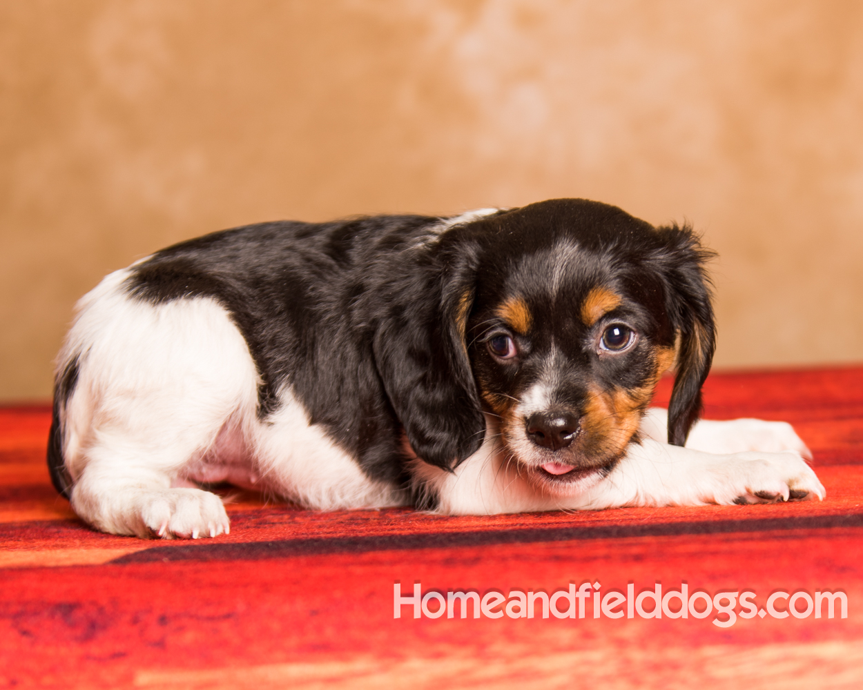 studio portrait pictures of French Brittany puppies