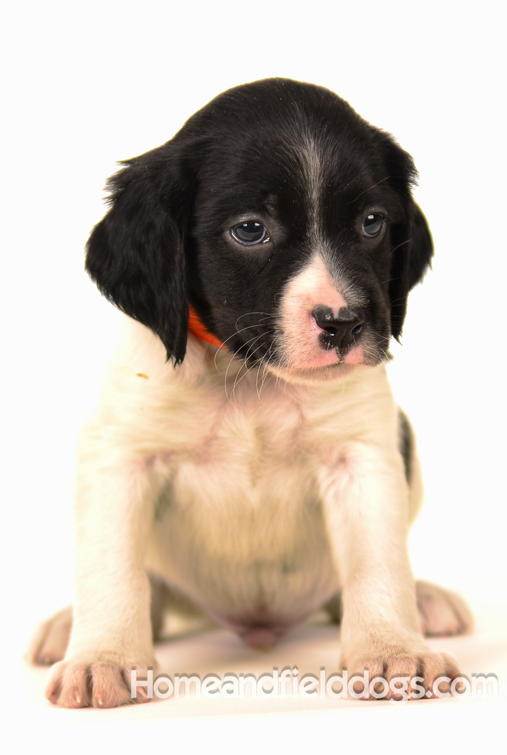 Pictures of Black tricolor French Brittany puppies in studio and going for a car ride to the vet