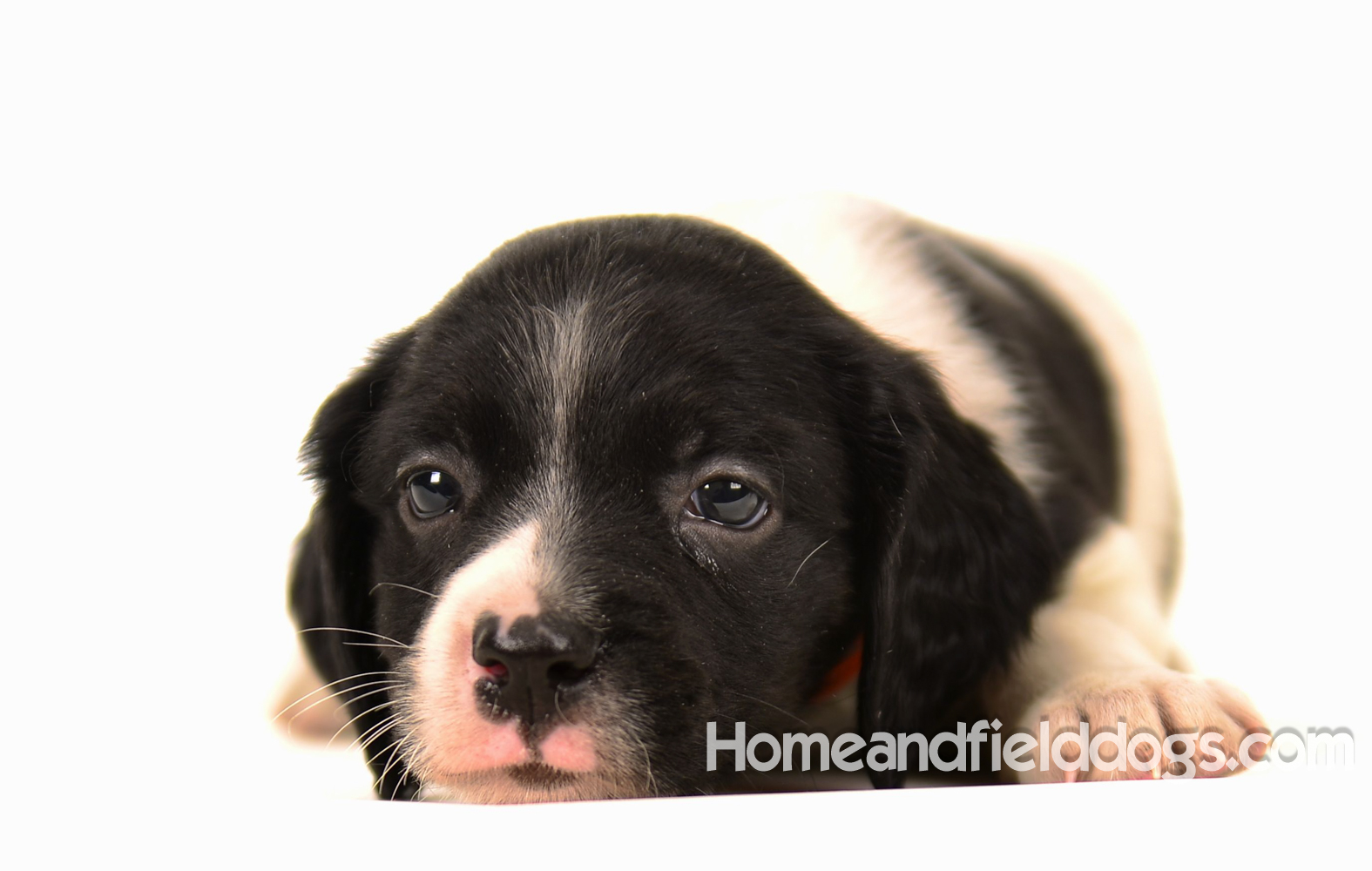 Pictures of Black tricolor French Brittany puppies in studio and going for a car ride to the vet