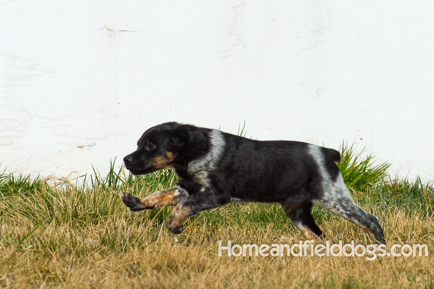 Photographs and pictures of French Brittany Spaniels playing in the field with Quail