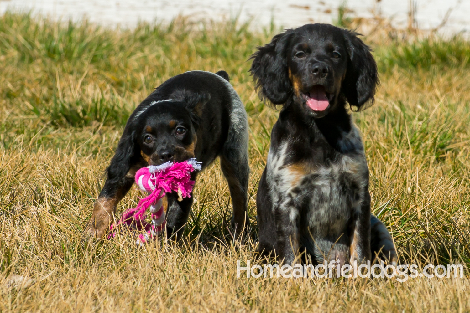 Photographs and pictures of French Brittany Spaniels playing in the field with Quail