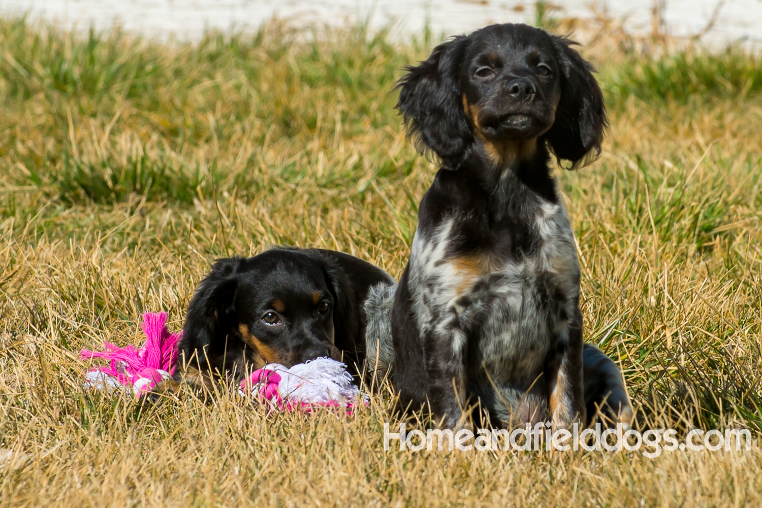 Photographs and pictures of French Brittany Spaniels playing in the field with Quail