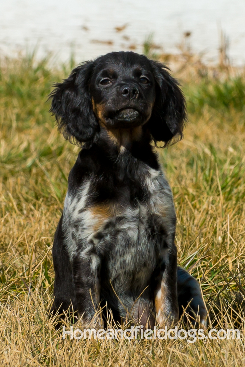 Photographs and pictures of French Brittany Spaniels playing in the field with Quail