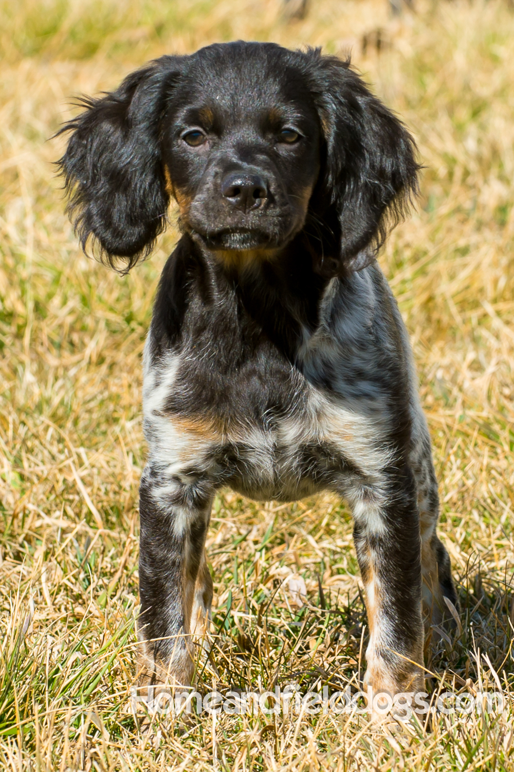 Photographs and pictures of French Brittany Spaniels playing in the field with Quail