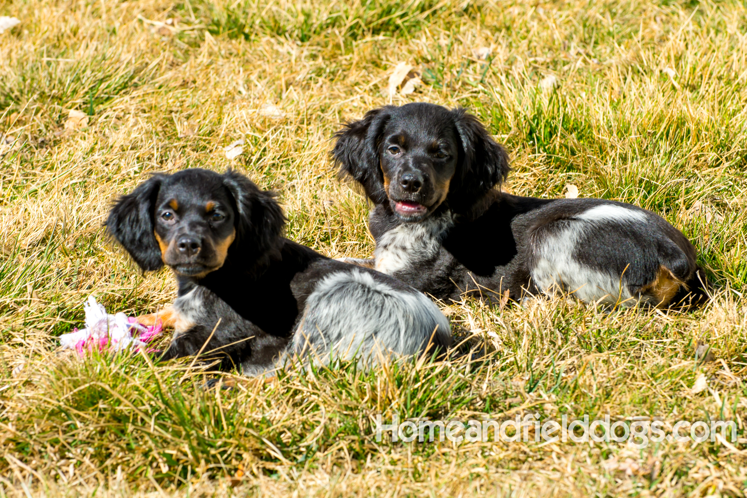 Photographs and pictures of French Brittany Spaniels playing in the field with Quail