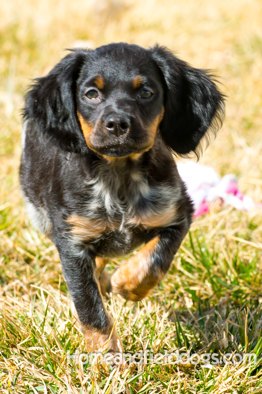 Photographs and pictures of French Brittany Spaniels playing in the field with Quail