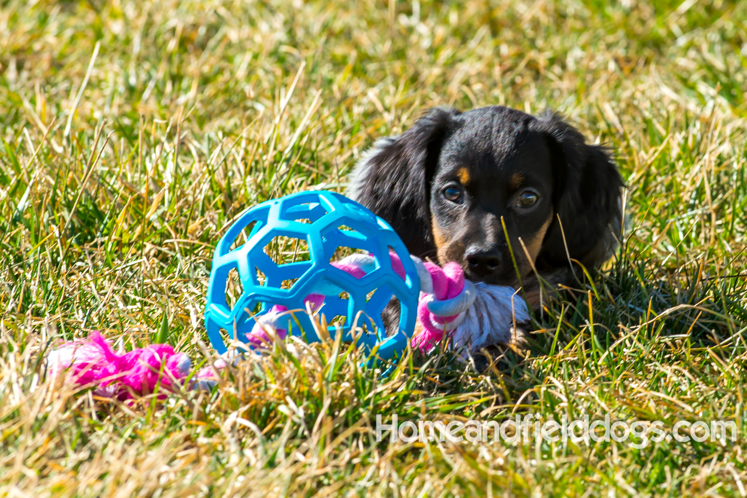 Photographs and pictures of French Brittany Spaniels playing in the field with Quail