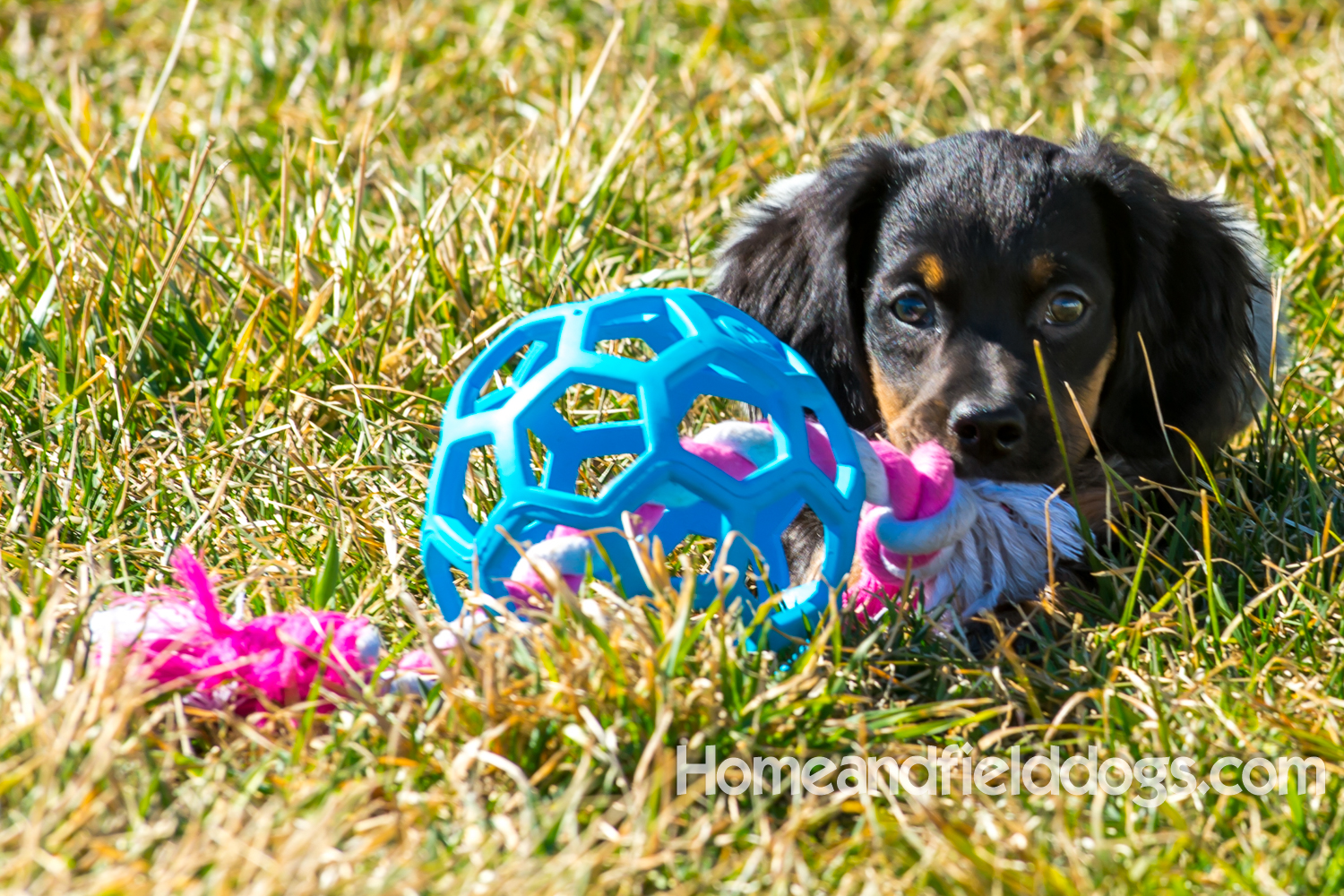 Photographs and pictures of French Brittany Spaniels playing in the field with Quail